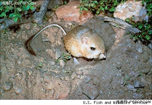 beat365：Lyft融资再筹到5亿美元资金 将兑现服务于乘客和司机承诺